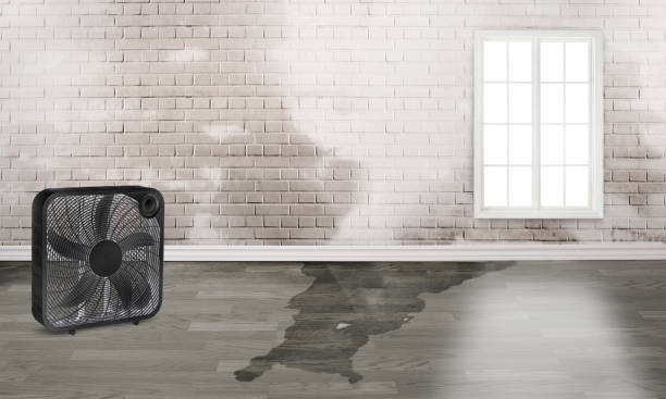 Best Water damage repair service  in Fayette, OH
